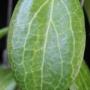 Hoya fitchii            673