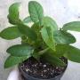 Ficus villosus (narrow leaf)