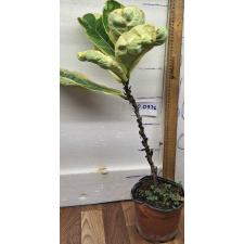 Фикус лирата варегатная / Ficus lyrata variegata