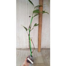 Syzygium samarangense (white margin) 277/1