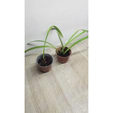 Hippeastrum jonsonii pot