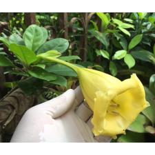 Solandra grandiflora pot