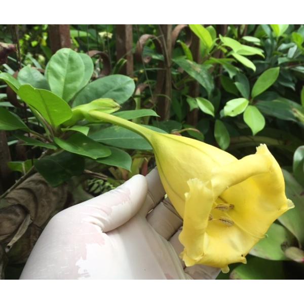 Соландра крупноцветковая / Solandra grandiflora