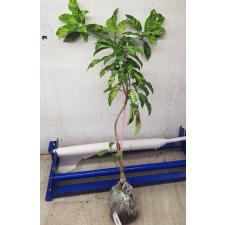 Manilkara achras (yellow leaf)(grafted) 147  по 4500р