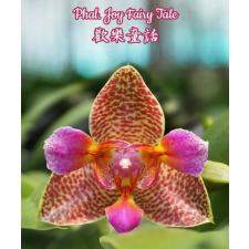 Фаленопсис Радостная сказка / Phal. Joy Fairy Tale