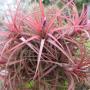 T. ionantha 'Victoria' 146