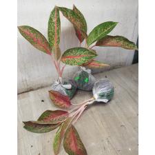 Aglaonema MongkolManee A-57