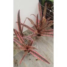 Cryptanthus fosterianus cv. Elaine 296 950р