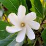 Gardenia taitensis.