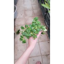 Hoya heuschkeliana albomarginata(#952) mart по 4500р