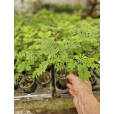 Caesalpinia pulcherrima сеянцы в стакане