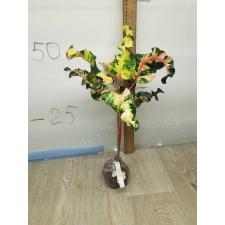 Codiaeum Bang Lamphu 34