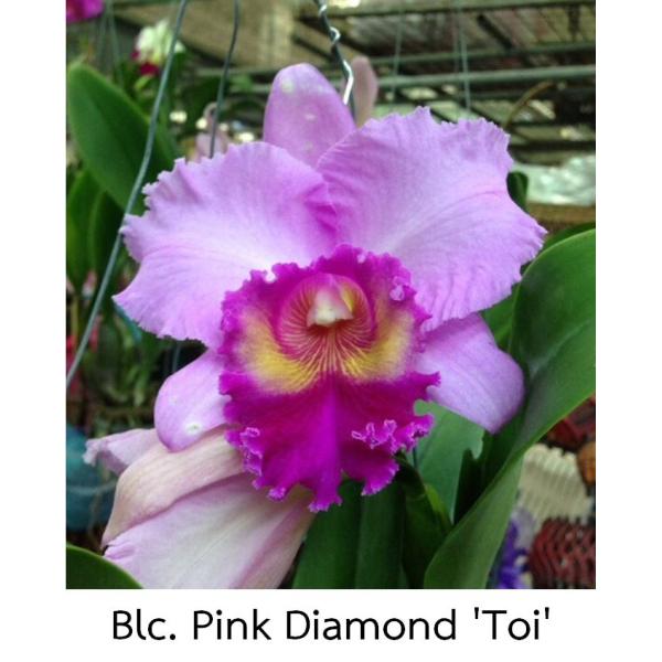 Брассолаелиокаттлея ‘Пинк Даймонд Той’ / Blc. Pink Diamond 'Toi'