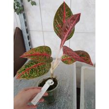 Aglaonema sp Diana