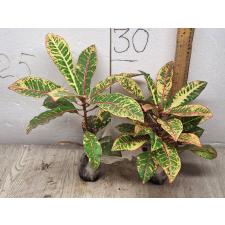 Codiaeum A15 Compact