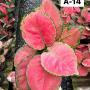 Aglaonema  Anyamanee- Rose A-14