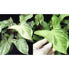 Syngonium Three Kings (mutation) 664/1