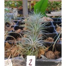 tillandsia ionantha 2