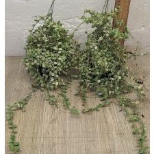 Дисхидия нуммуляриоидес вариегатная Пеббл Бич / Dischidia nummularioides variegata 'Pebble Beach' (L)