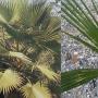 Washingtonia robusta (Washington Palm).