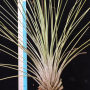 Tillandsia juncea 'Giant form'.