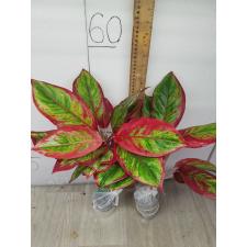 Aglaonema Rich no.2 A-63