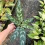 Aglaonema  Rich no.5  A-69