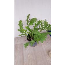 Aglaomorpha meyeniana var. Crested pot 3500р
