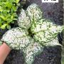 Aglaonema  Anyamanee -White A-12