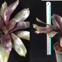 Neoregelia Midnight (Royal Burgundy x Royal Flush)((L).