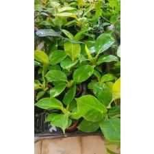 Philodendron sp moonlight 6 cm pot  550p