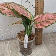 Аглаонема Аньямани Роза / Aglaonema Anyamane Rose A-14