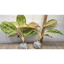 Аглаонема Тигр 3 цвета / Aglaonema Tiger 3 colors A-81