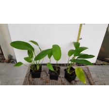 Epipremnum pinnatum Cebu s pot 