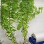 Nephrolepis ‘Peacock’