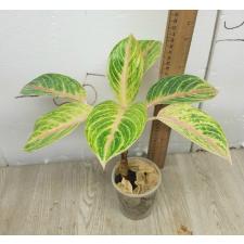 Aglaonema P-11 Golden Bay pot