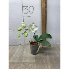 Phal. Charming Snow '0410' уценка