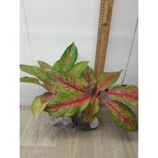 Aglaonema MongkolManee - green A-58