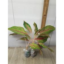 Aglaonema Tong full house A-45