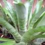 Aechmea Brillig
