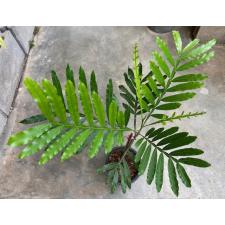 Filicium decipiens (Japanese Fern Tree 115