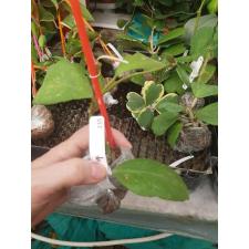 235 Hoya waymaniae No.2 (round leaf) Orange