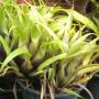 Aechmea recurvata (Bromeliad) 27