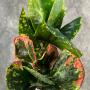 Codiaeum Sub Permpoon.