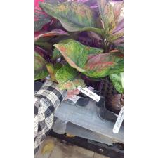 Aglaonema Heng Heng Heng 35-36