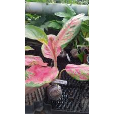 Aglaonema Chang Daeng (Big leaf) 192