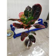 Codiaeum Kaew Klaw 38 - 1900p