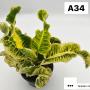 Codeium A34 golden mine
