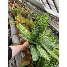 Aglaonema Pet ra cha A-120