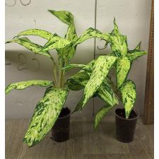 Dieffenbachia sp star bright
